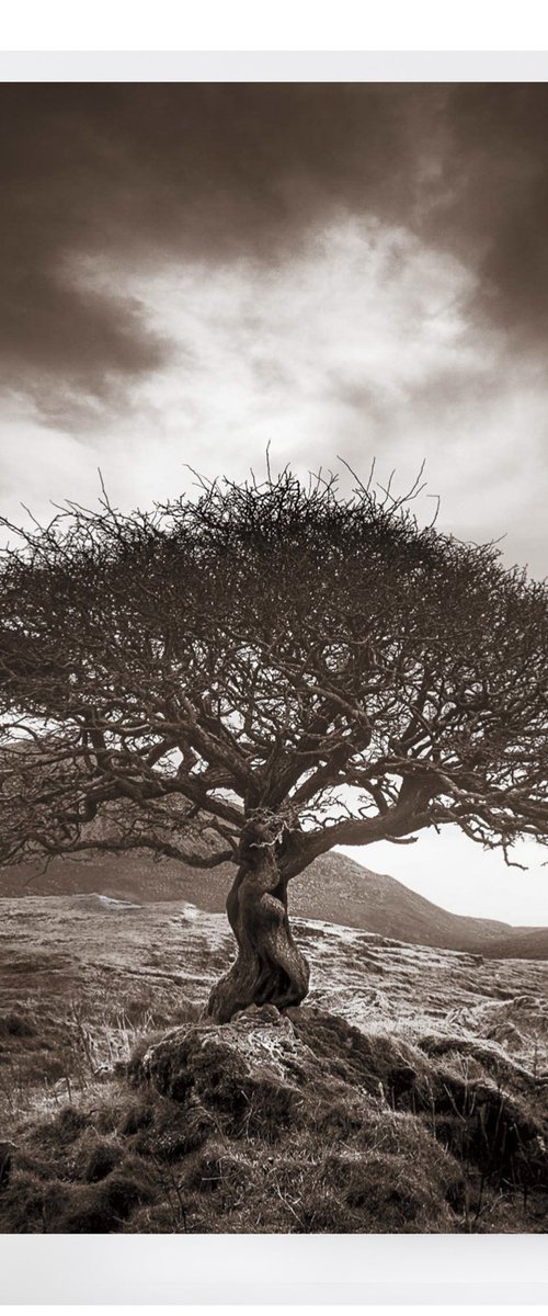 The One Tree by Lynne Douglas