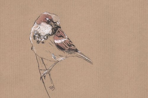 Sparrow by Sarah Stowe