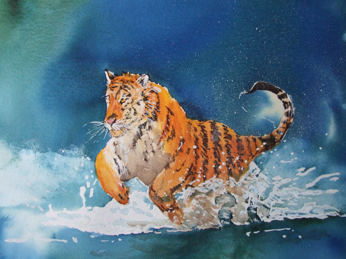 Indian Tiger by David Harmer