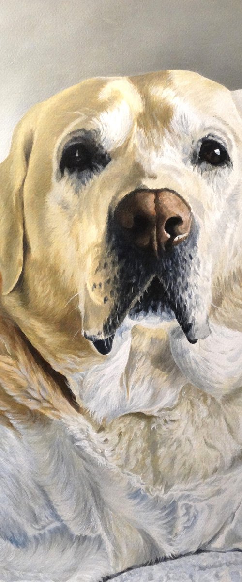 Yellow Labrador by Julian Wheat