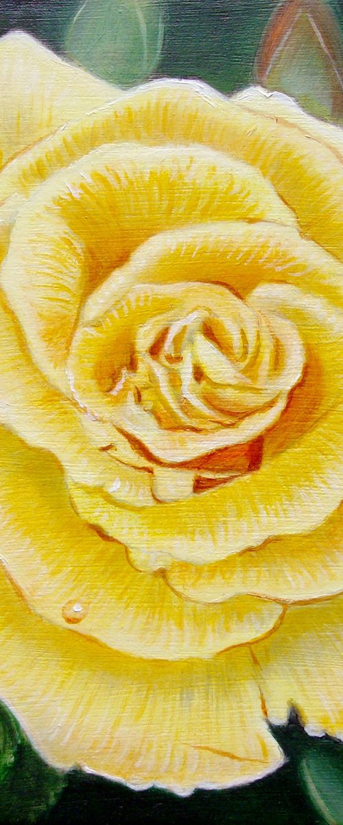 Rose in the Garden by Jean-Pierre Walter