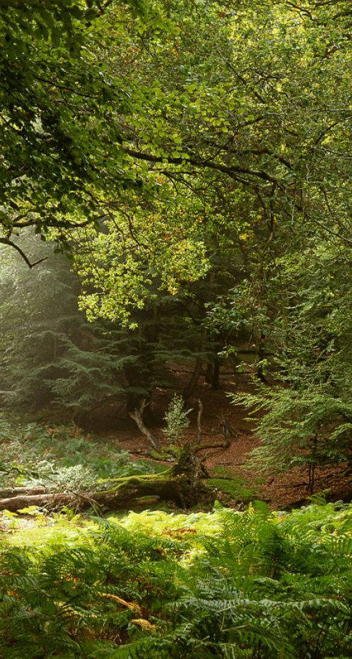 Sunlight in an English Forest by Baxter Bradford