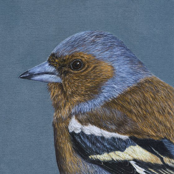 Original pastel drawing bird "Common chaffinch"