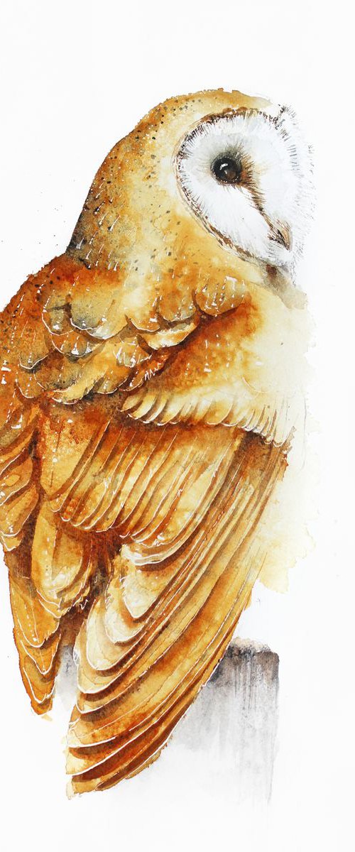 Barn Owl I, wildlife, birds and animals by Karolina Kijak
