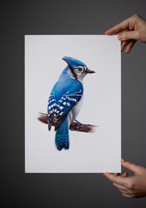 Blue Jay