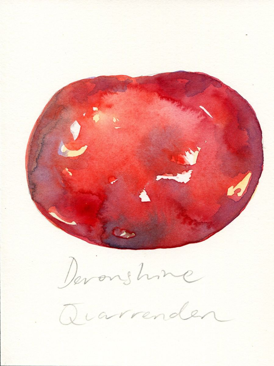 Devonshire Quarrenden Apple Watercolour by Hannah Clark