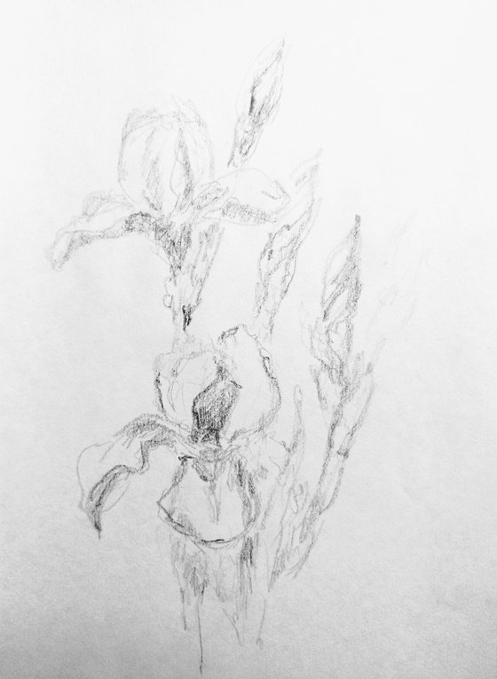 Iris. Original pencil drawing.