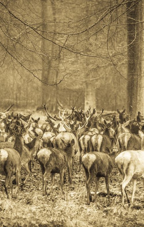 DEER HERD by Andrew Lever