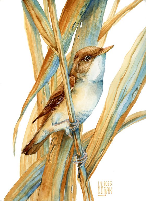 Reed warbler