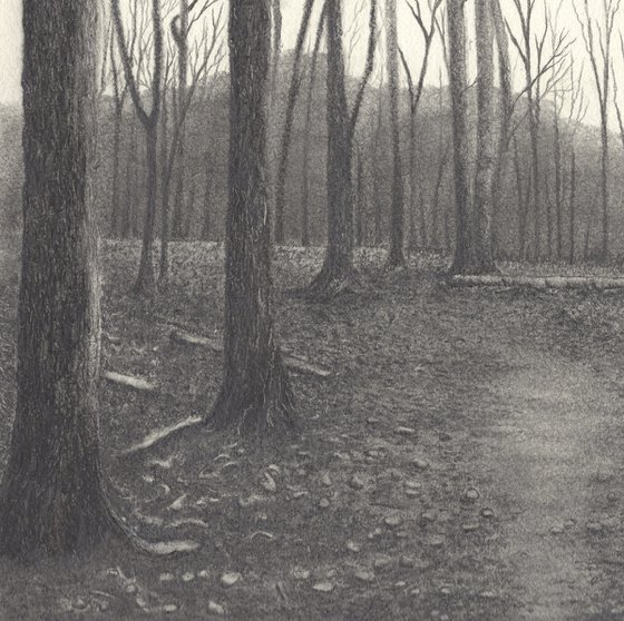 Forest Trail