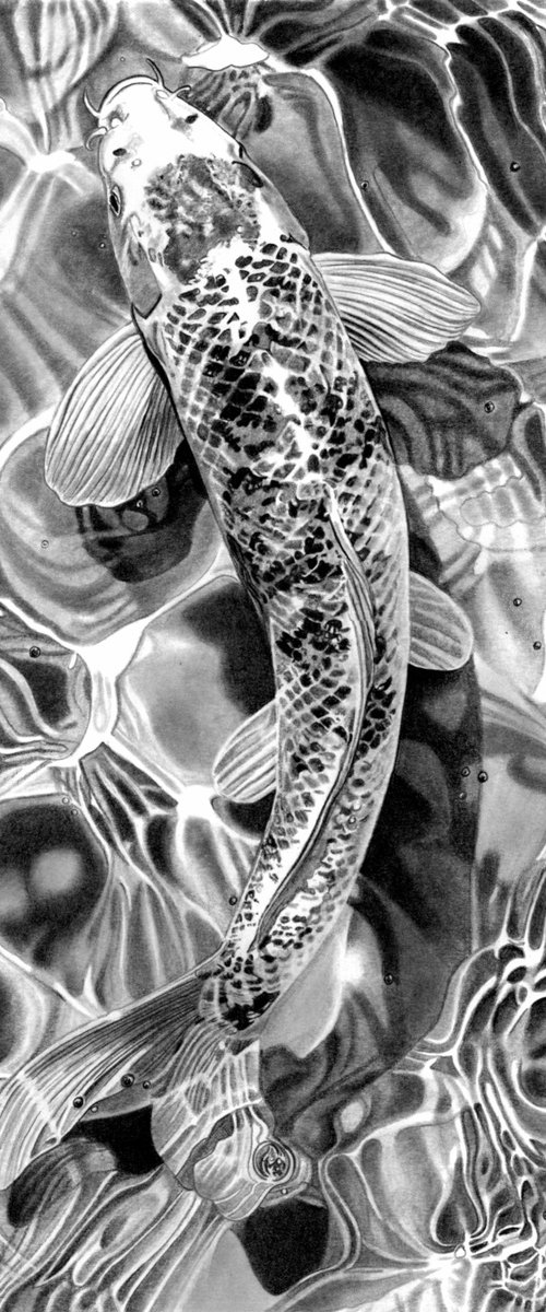 Koi Carp Pencil Drawing by Paul Stowe