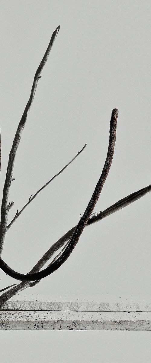 White Light#033-Steel, Tree,Stones by Keiichiro Muramatsu