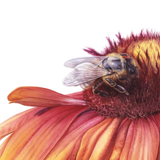 Gaillardia and Bee
