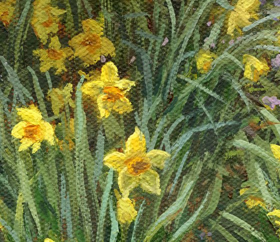 Daffodil Bunches