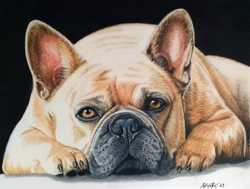 Little Frencie - Bulldog Drawing by Silvia Frei
