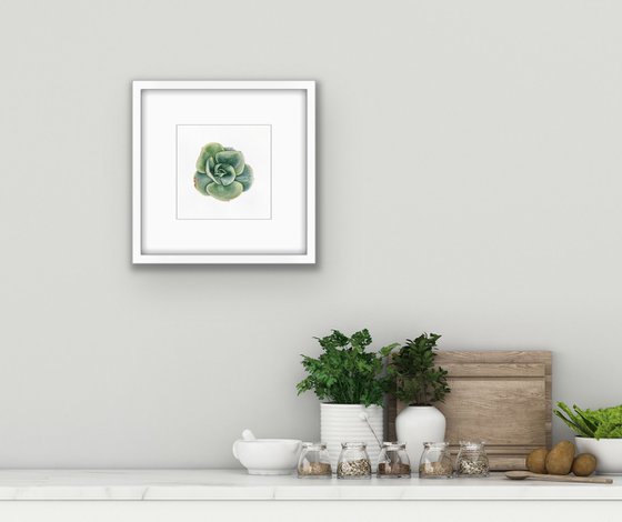 Echeveria elegans green. A series of original watercolour artwork.