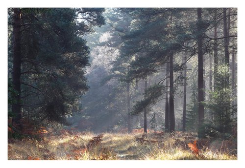 November Forest X by David Baker