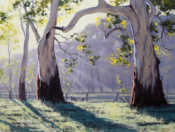 Gum Trees In morning Light