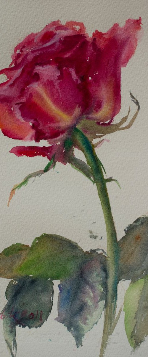 Rose. 06072018 by Irina Bibik-Chkolian