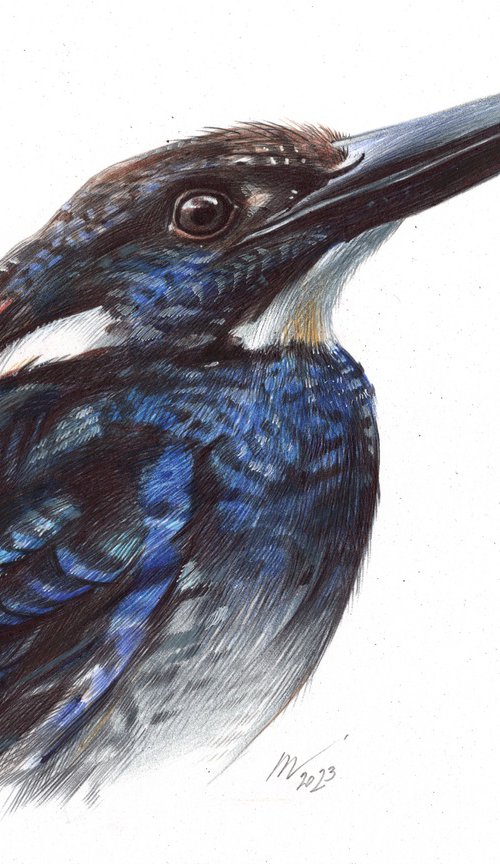 Javan Blue-Banded Kingfisher by Daria Maier