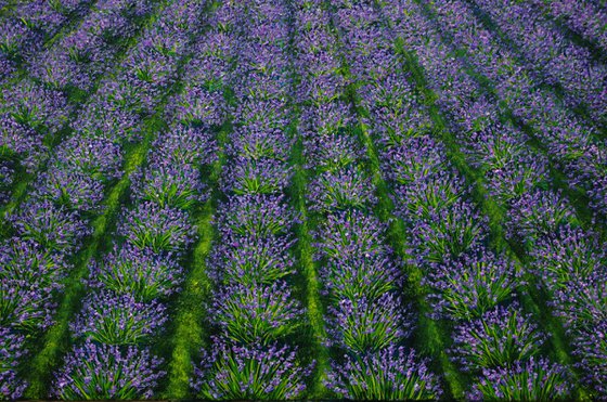 Lavender Fields at Dusk