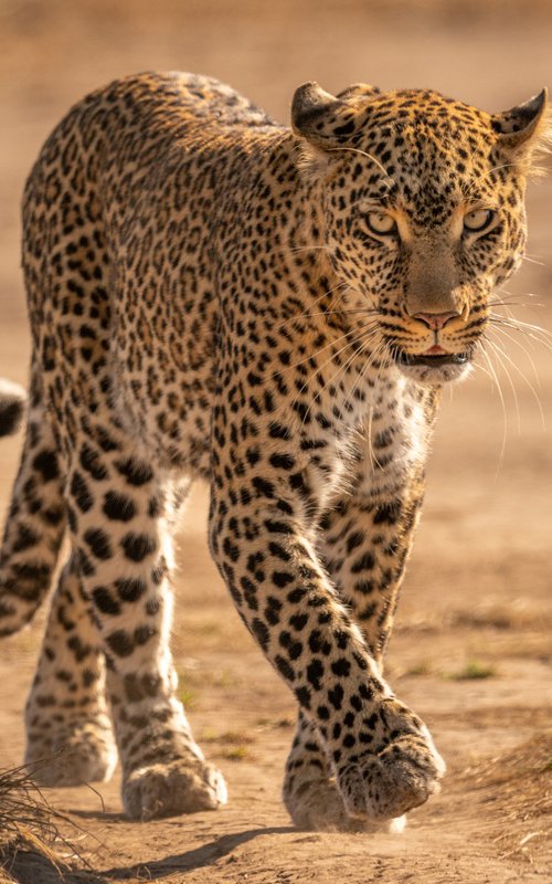 Cat Walk by Nick Dale