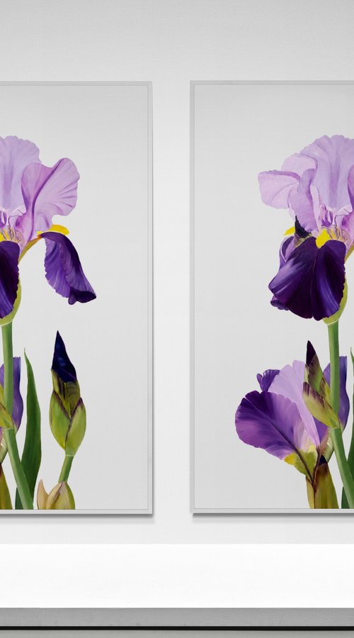 Iris flower spring, garden, botanical by Nataliia Krykun