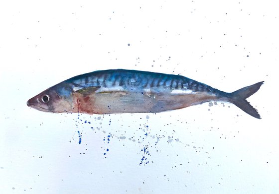 One Mackerel Fish