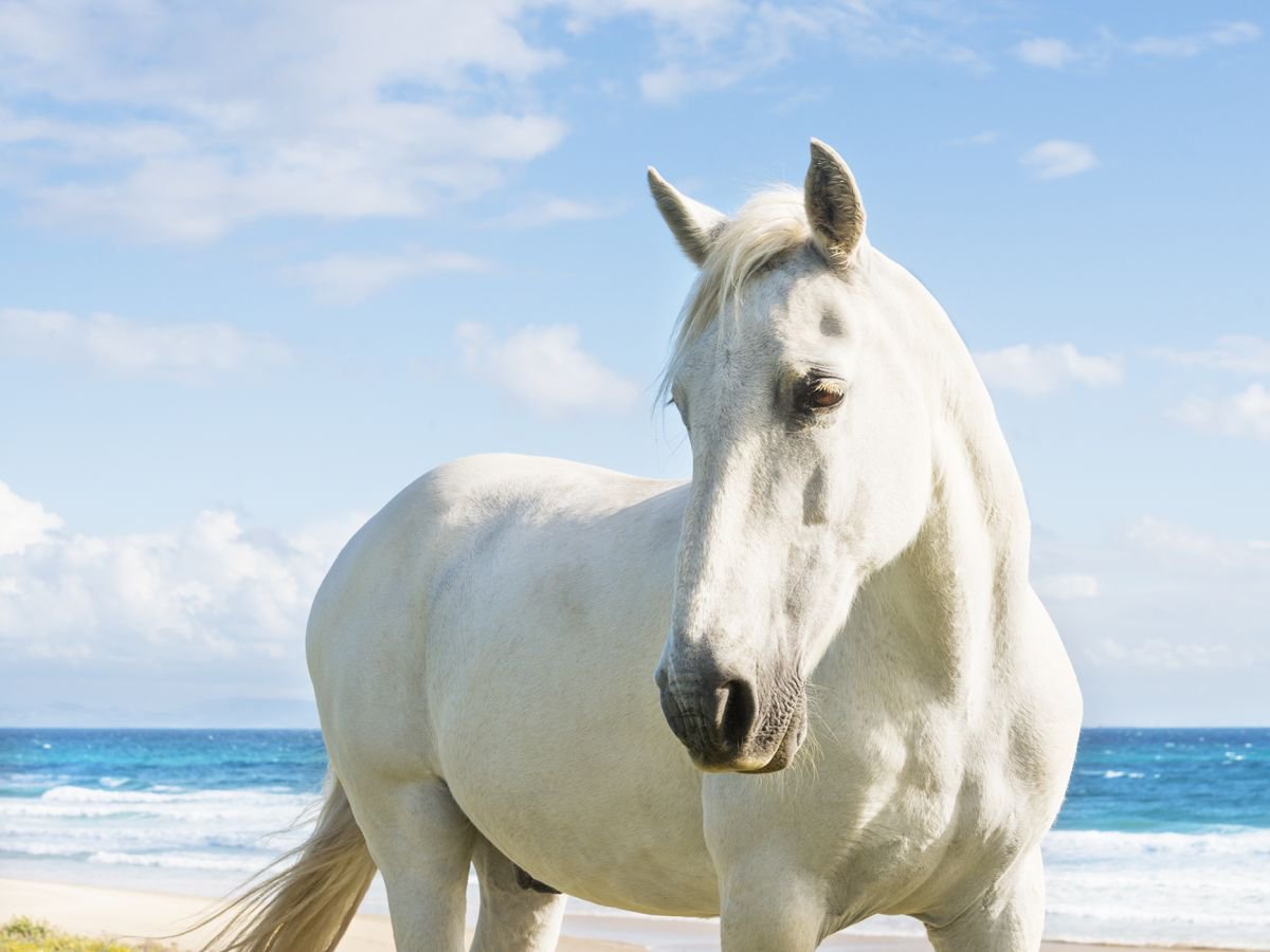 Photorealistic Animal Photograph By Andrew Lever, 40 X 30, Beach Horses 2., Original Artwork