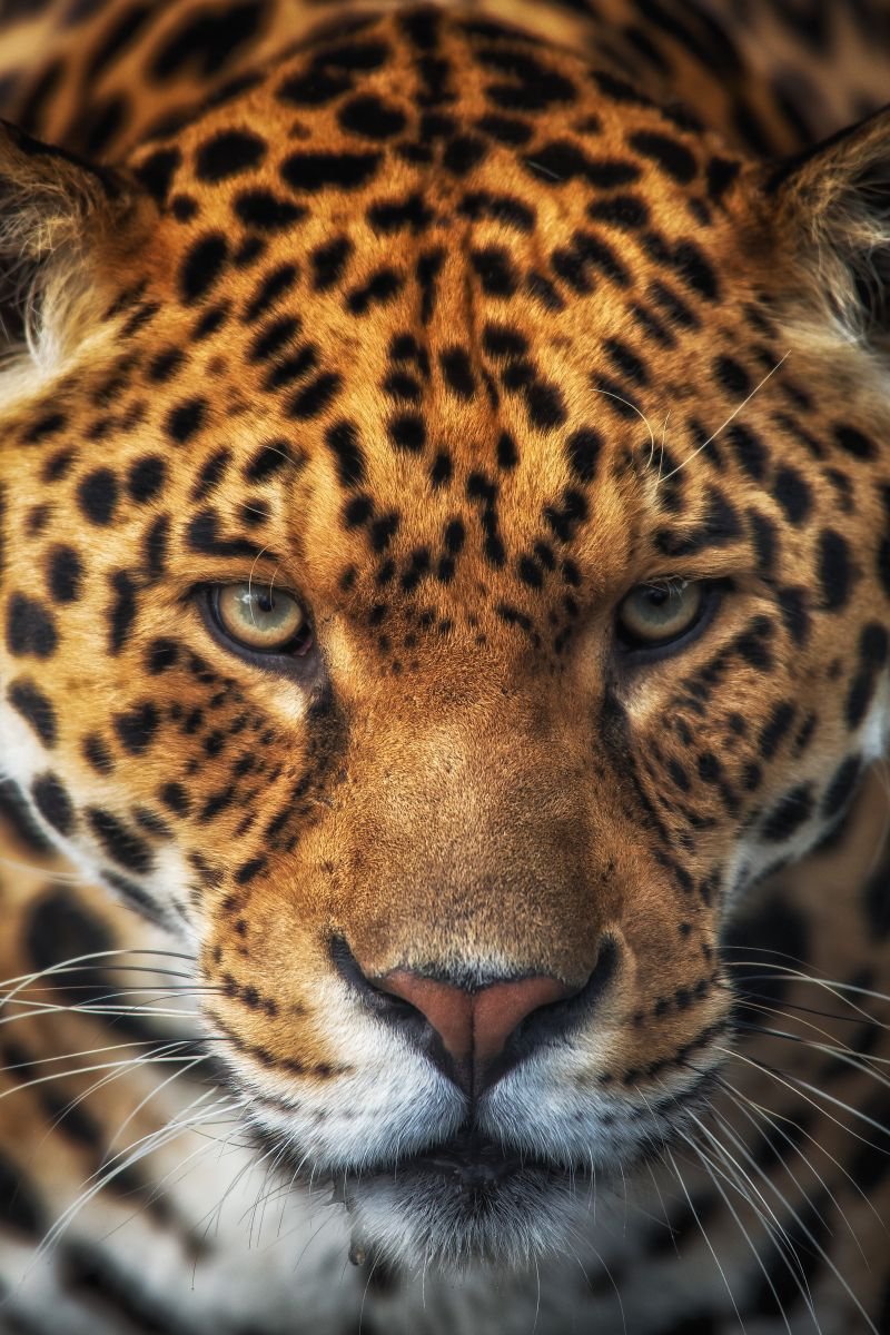 Photorealistic Photograph , Jaguar By Paul Nash, 16 X 24, Artwork For Sale On Artfinder