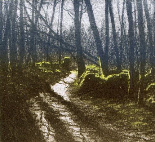 Woodland Shadow 3 by Aidan Flanagan Irish Landscapes