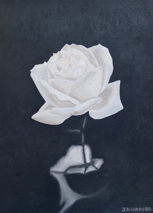 White Rose by Jill Ann Harper