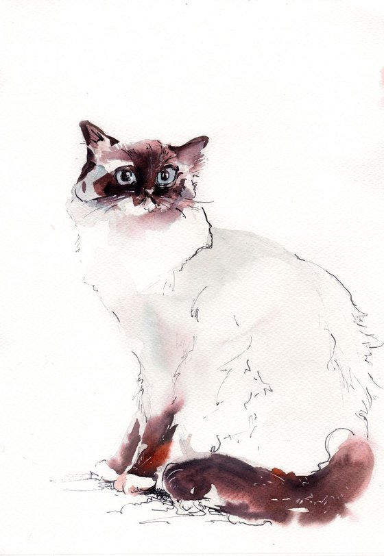 Birman Cat