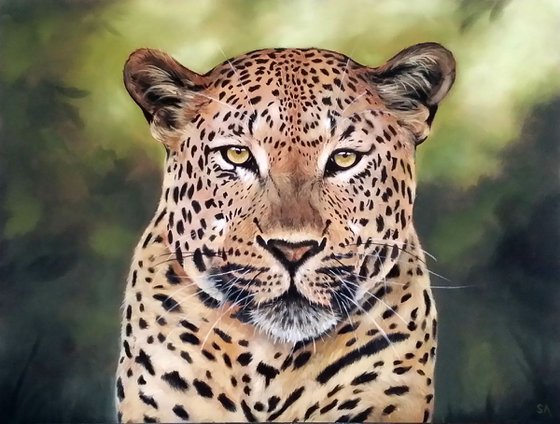 Leopard's stare II
