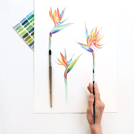 Strelitzia Tropical Flowers
