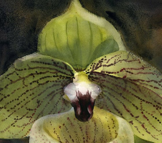 light green ladyslipper orchid