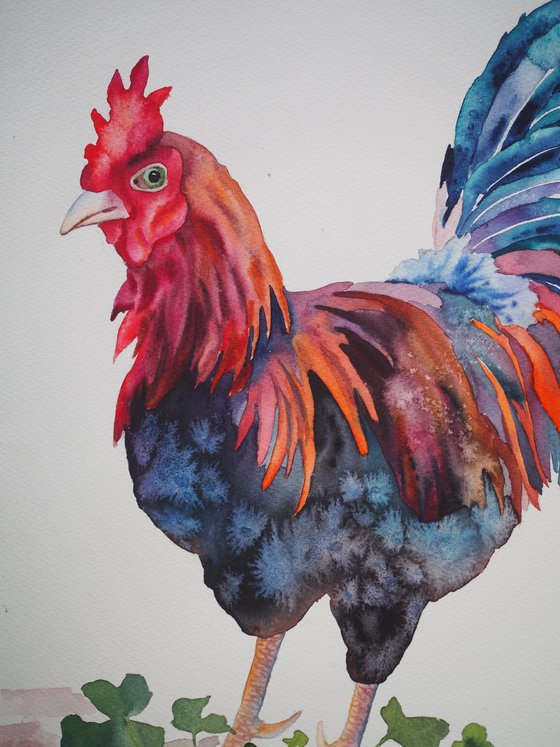 Rooster