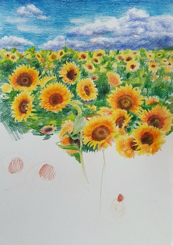 Yellow field of sunflowers