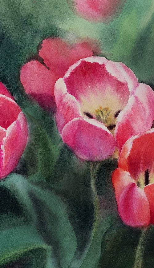Tulips - tulip field by Olga Beliaeva Watercolour