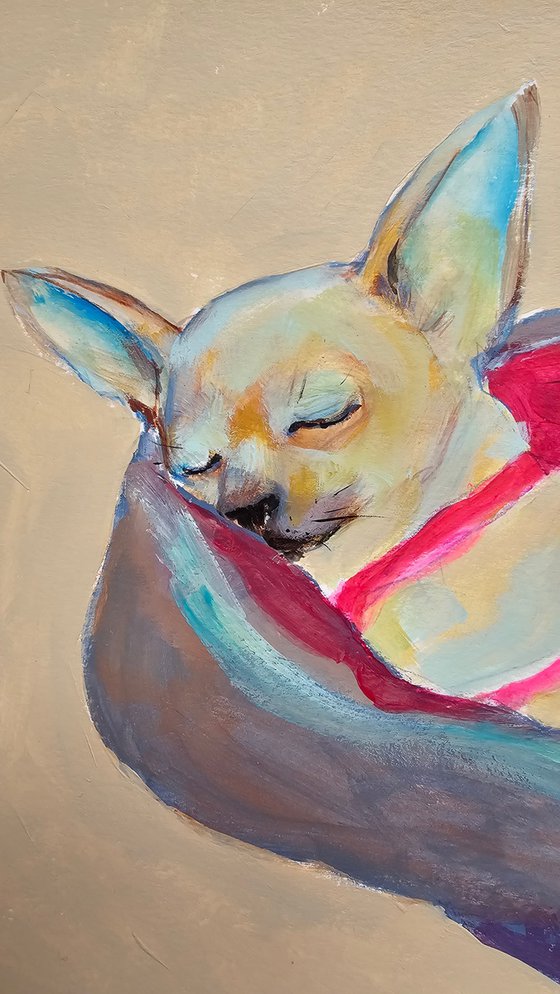 A sleeping chihuahua