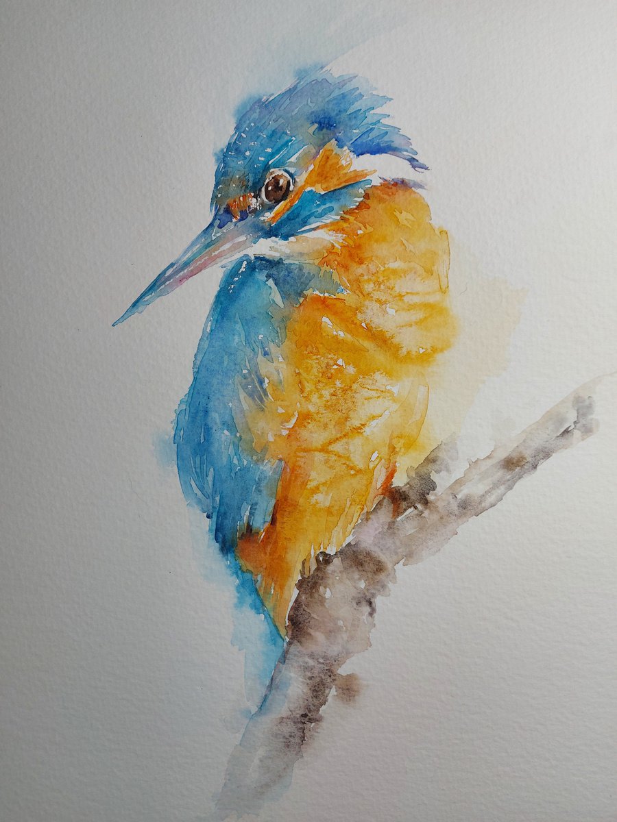 Kingfisher by Sue Green