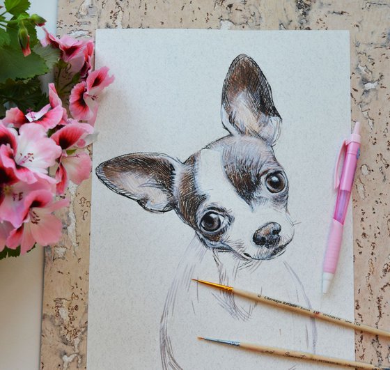 DOG - Chihuahua