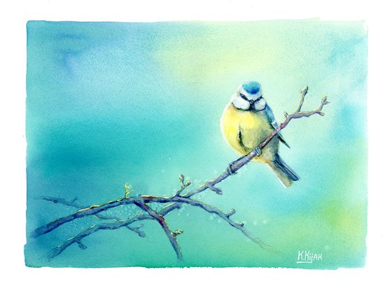 Blue tit, chickadee spring bird