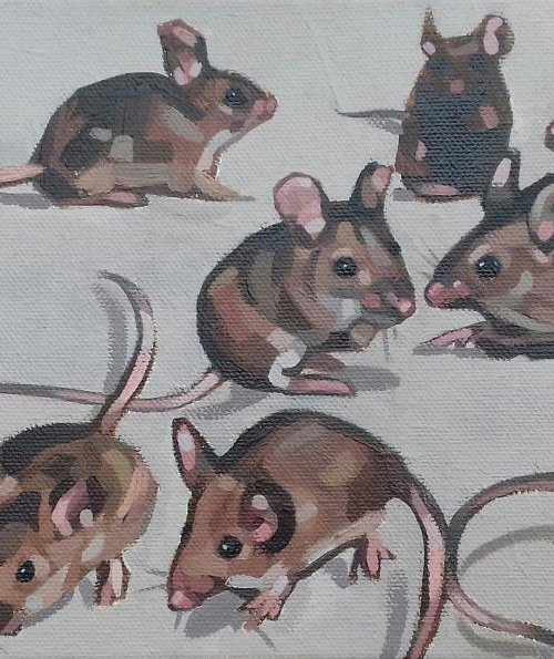 Mice by Matthew Stutely