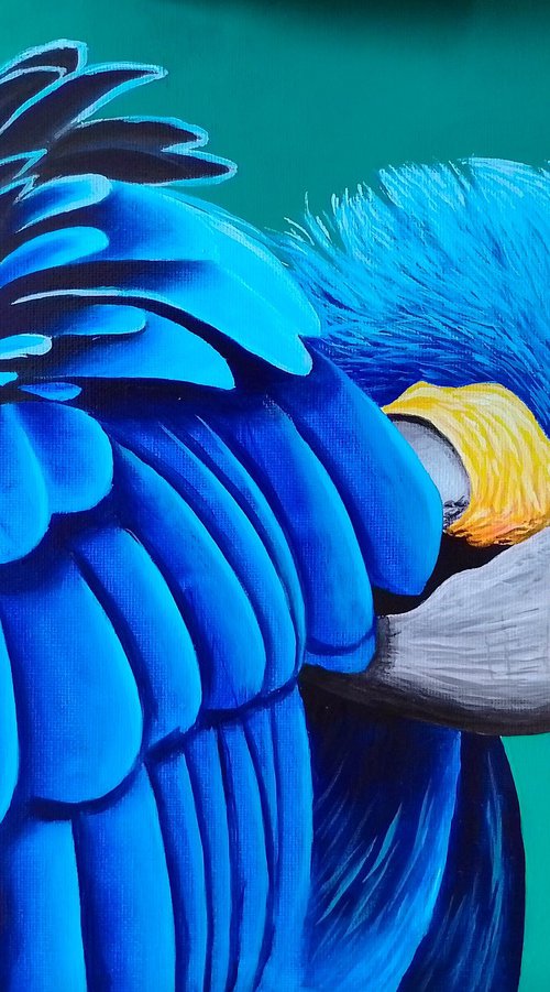 Blue parrot by Barry Gray