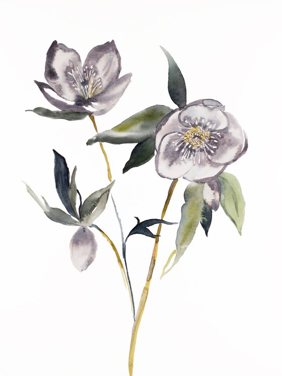 Hellebore No. 19