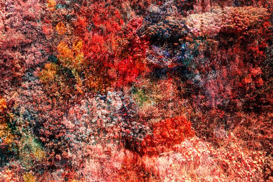 Wall of Nature LXVII (Framed)