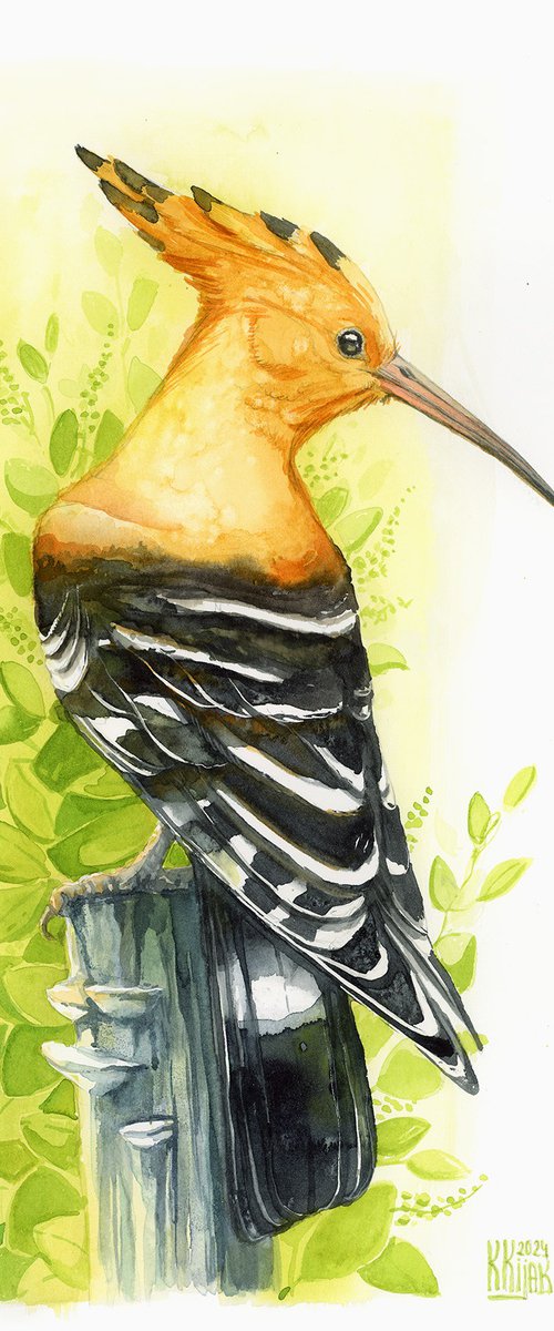 Hoopoe by Karolina Kijak