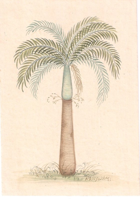 Bottle Palm | Indian Miniature