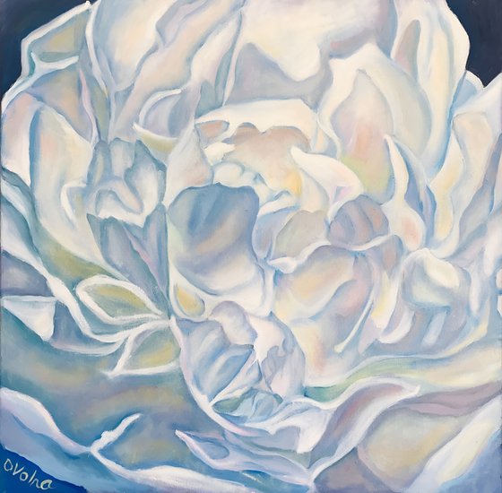 White peony